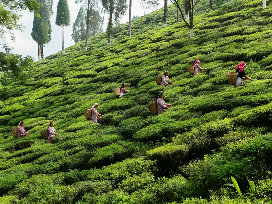 Sandakpu Trek