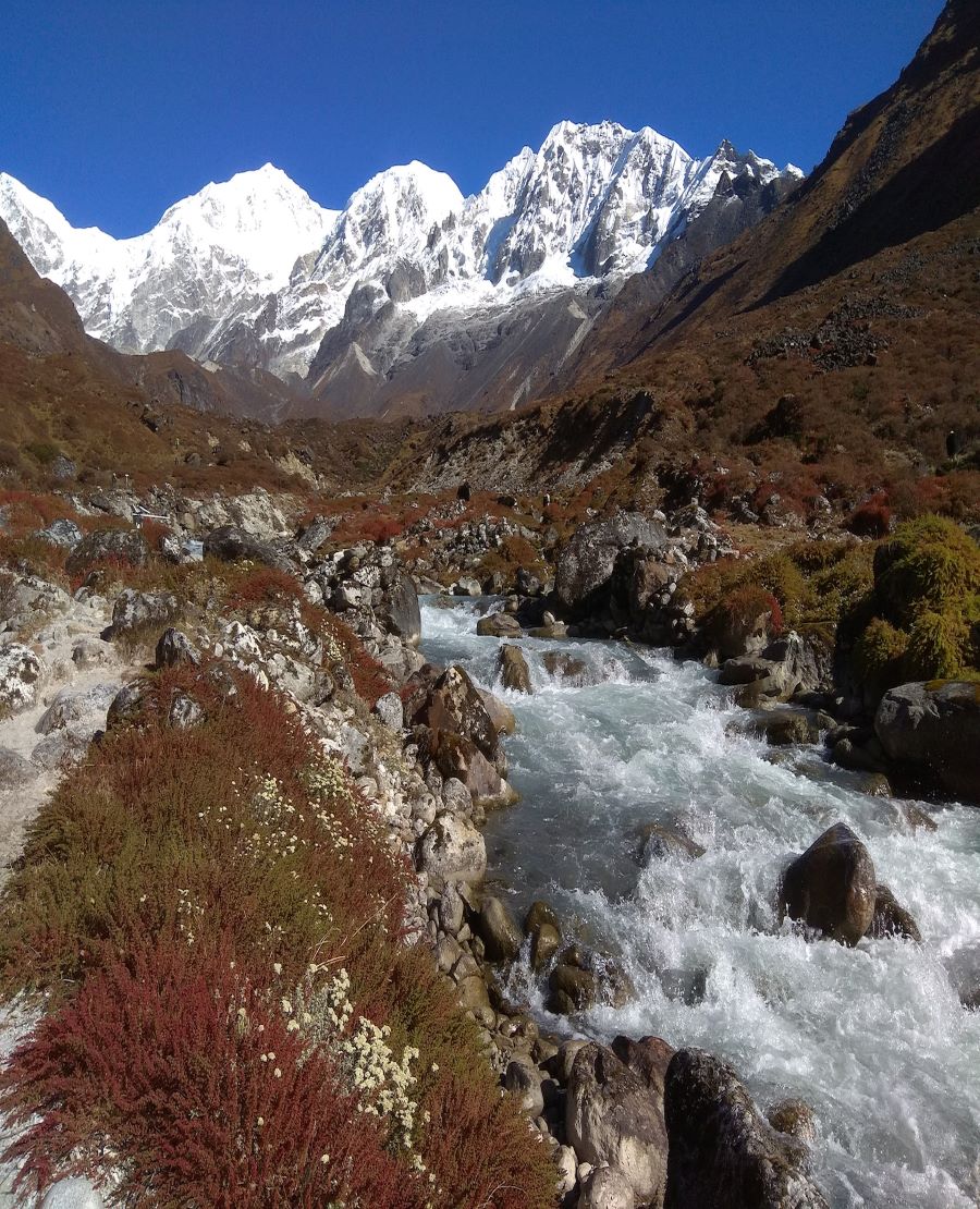 dzongu