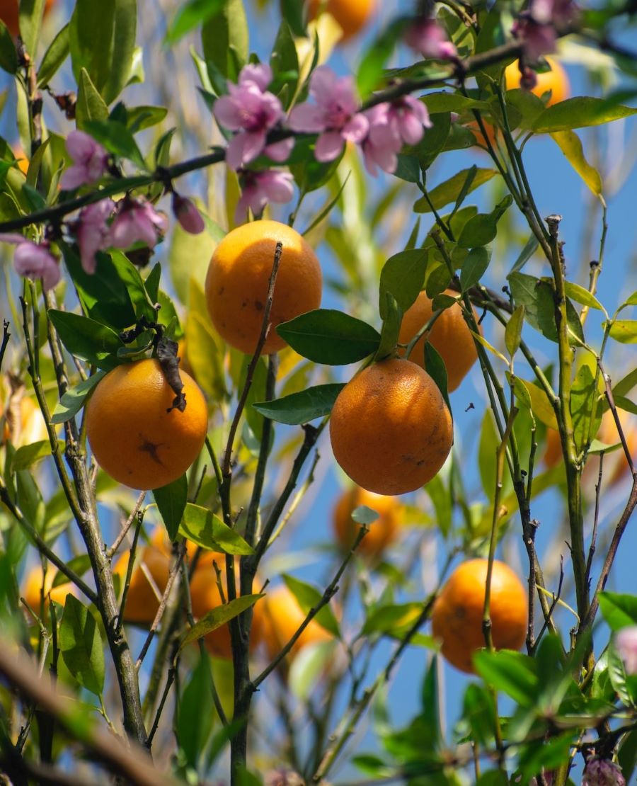 Orange Garden