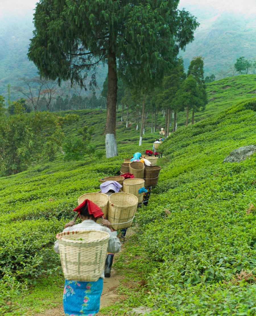 Tea Plantations