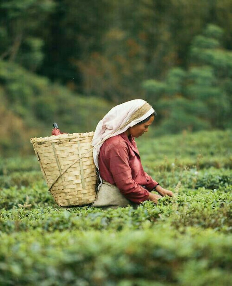 Tea Plantations