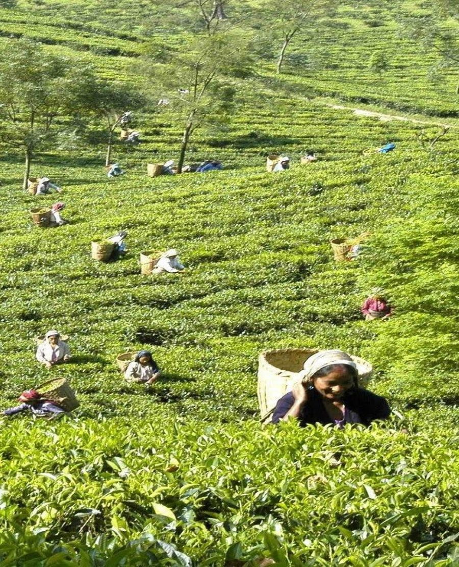 Tea Plantations