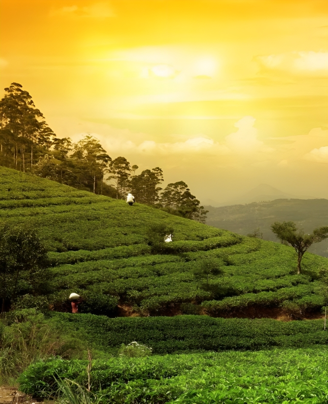 Tea Plantations