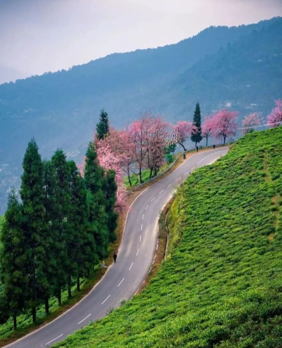 Temi Tea Plantations