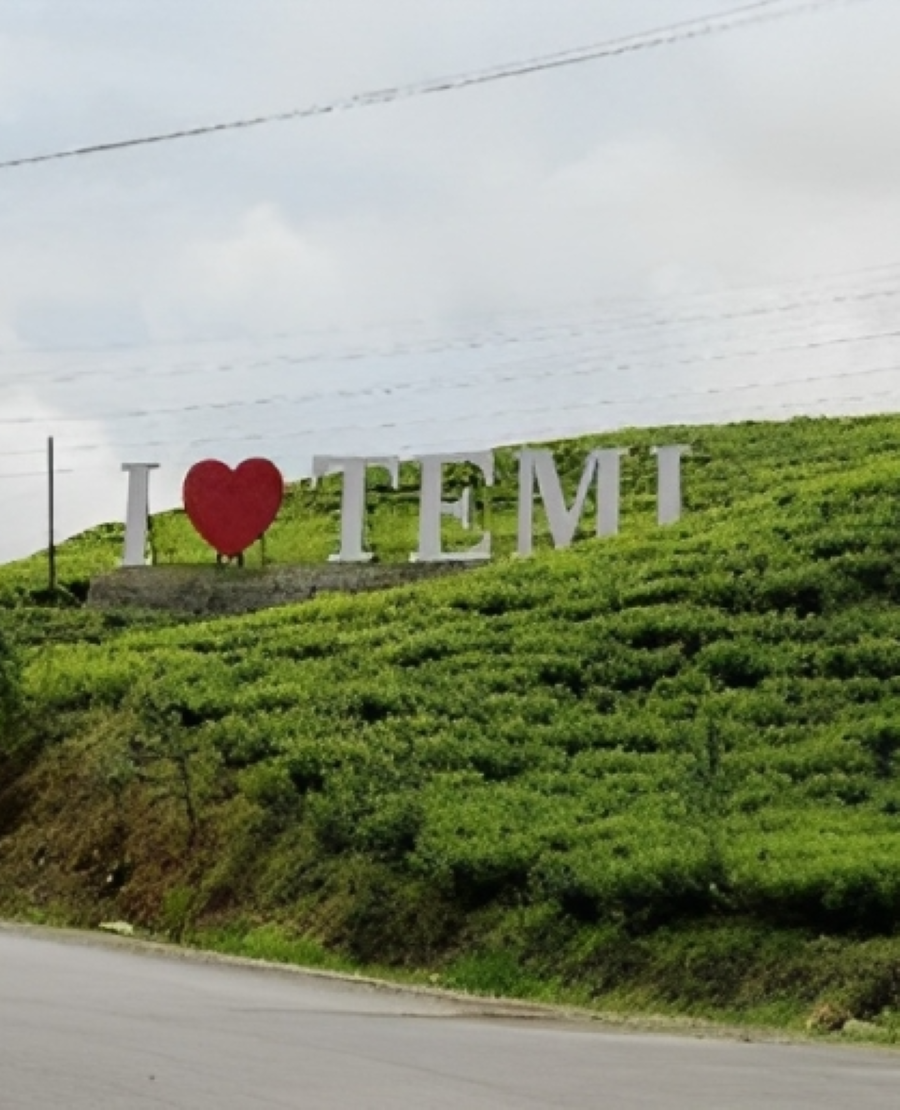 Temi Tea Plantations