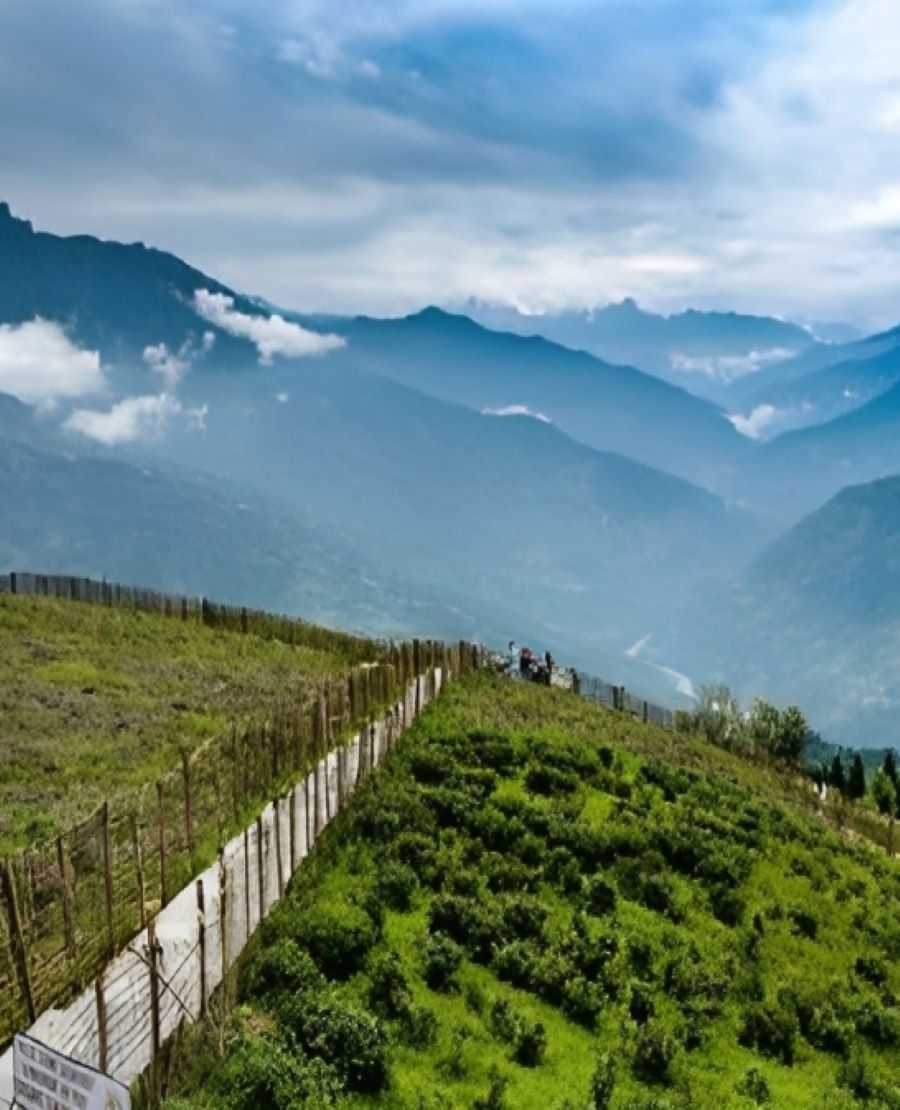 Temi Tea Plantations