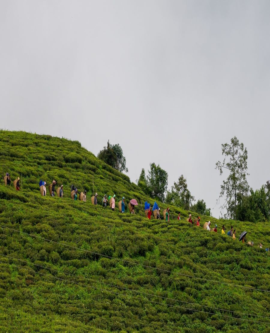 Temi Tea Garden