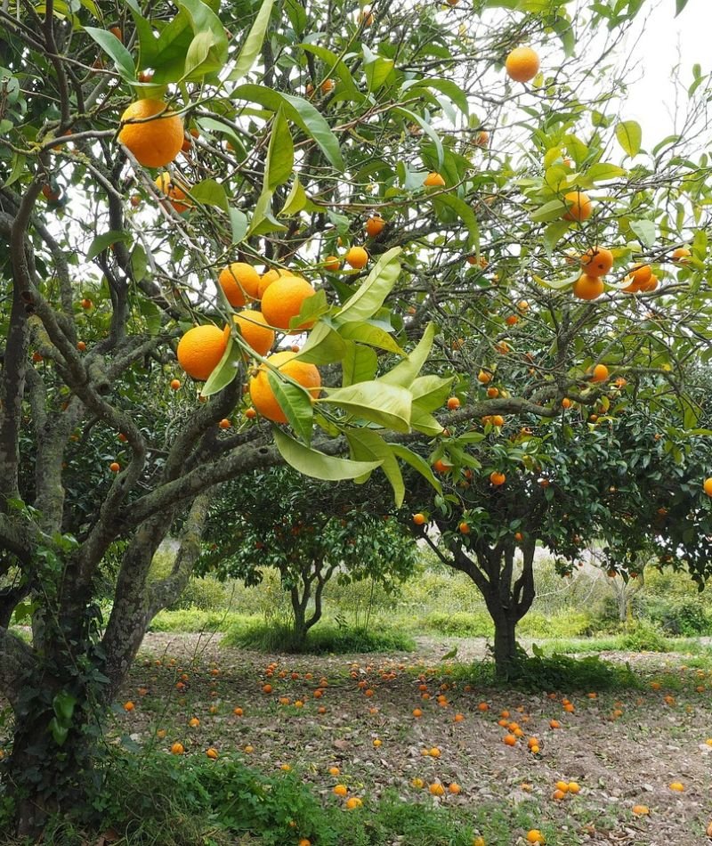 a beautiful scene of orange orchard with ripen oranges falling to the ground